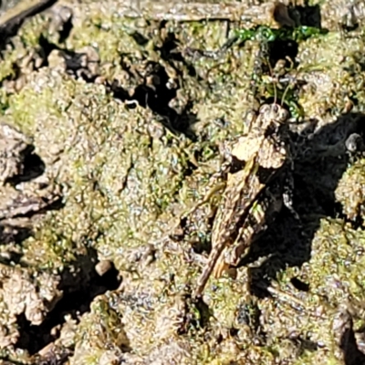 Paratettix australis (A pygmy grasshopper) at The Pinnacle - 16 Feb 2023 by trevorpreston