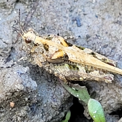 Paratettix australis (A pygmy grasshopper) at The Pinnacle - 16 Feb 2023 by trevorpreston