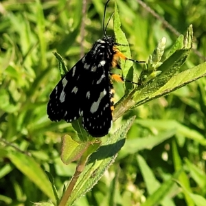 Phalaenoides tristifica at Weetangera, ACT - 16 Feb 2023