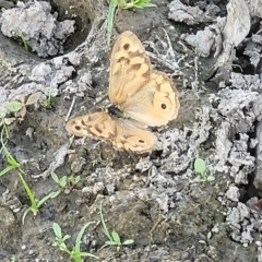 Heteronympha merope (Common Brown Butterfly) at Weetangera, ACT - 16 Feb 2023 by trevorpreston