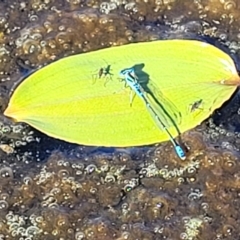 Austroagrion watsoni (Eastern Billabongfly) at Weetangera, ACT - 16 Feb 2023 by trevorpreston