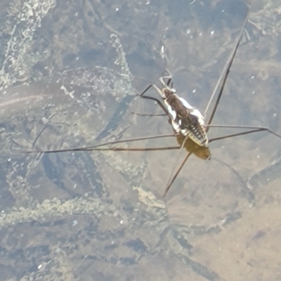 Tenagogerris euphrosyne (Water Strider) at The Pinnacle - 16 Feb 2023 by trevorpreston