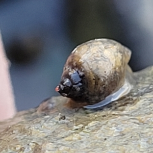 Physa acuta at Weetangera, ACT - 16 Feb 2023 05:08 PM