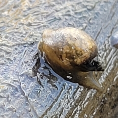 Physa acuta at Weetangera, ACT - 16 Feb 2023 05:08 PM