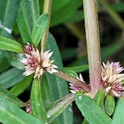 Alternanthera denticulata (Lesser Joyweed) at The Pinnacle - 16 Feb 2023 by trevorpreston