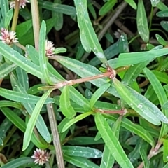 Alternanthera denticulata at Weetangera, ACT - 16 Feb 2023