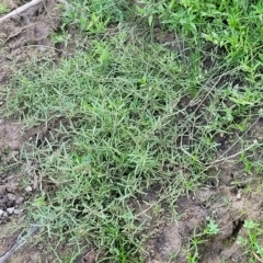 Alternanthera denticulata at Weetangera, ACT - 16 Feb 2023