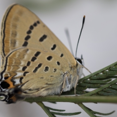 Jalmenus ictinus (Stencilled Hairstreak) at Belconnen, ACT - 14 Feb 2023 by AlisonMilton