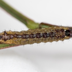 Jalmenus ictinus at Belconnen, ACT - 14 Feb 2023