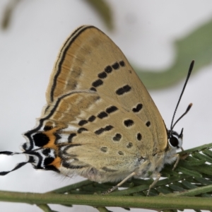 Jalmenus ictinus at Belconnen, ACT - 14 Feb 2023