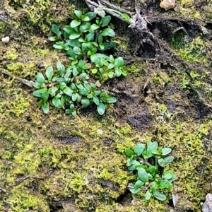 Elatine gratioloides at Weetangera, ACT - 16 Feb 2023