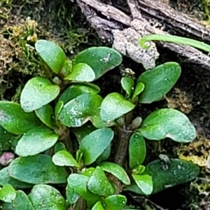 Elatine gratioloides at Weetangera, ACT - 16 Feb 2023