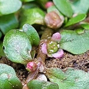 Elatine gratioloides at Weetangera, ACT - 16 Feb 2023 04:56 PM