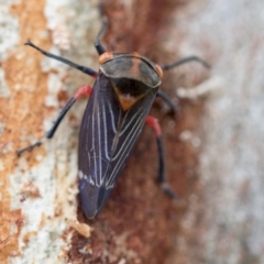 Eurymeloides lineata (Lined gumtree hopper) at Scullin, ACT - 13 Feb 2023 by AlisonMilton