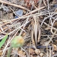Caledia captiva at Weetangera, ACT - 16 Feb 2023 04:44 PM