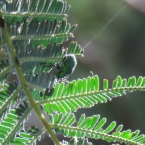 Diphucephala sp. (genus) at Paddys River, ACT - 16 Feb 2023