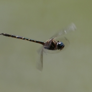 Hemicordulia australiae at Paddys River, ACT - 16 Feb 2023