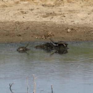 Chelodina longicollis at Gordon, ACT - 16 Feb 2023