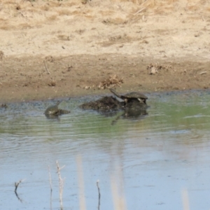 Chelodina longicollis at Gordon, ACT - 16 Feb 2023