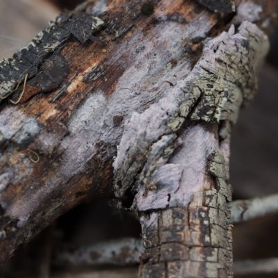 Tulasnella at Oakey Hill - 10 Apr 2022 by CanberraFungiGroup