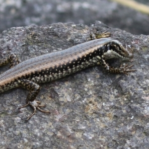 Eulamprus heatwolei at Paddys River, ACT - 16 Feb 2023