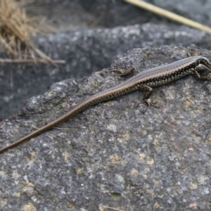 Eulamprus heatwolei at Paddys River, ACT - 16 Feb 2023 11:56 AM