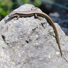 Eulamprus heatwolei at Paddys River, ACT - 16 Feb 2023 11:56 AM