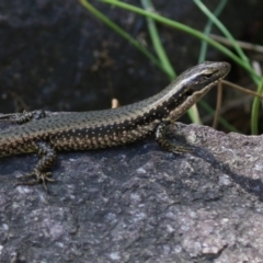 Eulamprus heatwolei at Paddys River, ACT - 16 Feb 2023 11:56 AM