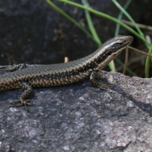 Eulamprus heatwolei at Paddys River, ACT - 16 Feb 2023