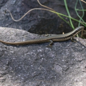 Eulamprus heatwolei at Paddys River, ACT - 16 Feb 2023 11:56 AM