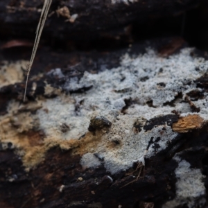 Corticioid fungi at Lyons, ACT - 10 Apr 2022 11:08 AM