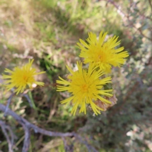 Podolepis hieracioides at Paddys River, ACT - 16 Feb 2023 10:15 AM