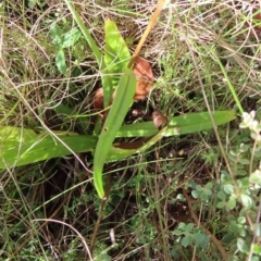 Podolepis hieracioides at Paddys River, ACT - 16 Feb 2023 10:15 AM