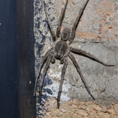 Portacosa cinerea (Grey wolf spider) at Higgins, ACT - 11 Feb 2023 by AlisonMilton