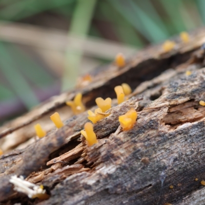 Calocera sp. (A stagshorn fungus) at Curtin, ACT - 10 Apr 2022 by CanberraFungiGroup