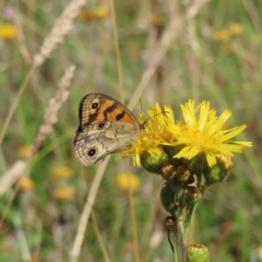 Heteronympha cordace (Bright-eyed Brown) at Paddys River, ACT - 15 Feb 2023 by MatthewFrawley