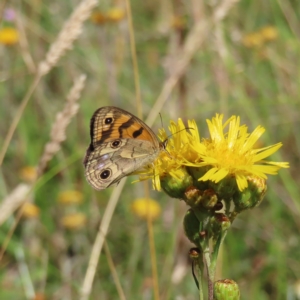 Heteronympha cordace at Paddys River, ACT - 16 Feb 2023 10:19 AM