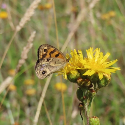 Heteronympha cordace (Bright-eyed Brown) at Paddys River, ACT - 16 Feb 2023 by MatthewFrawley