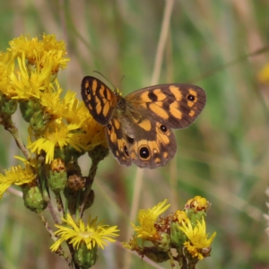 Heteronympha cordace at Paddys River, ACT - 16 Feb 2023 10:19 AM