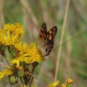 Heteronympha cordace at Paddys River, ACT - 16 Feb 2023 10:19 AM