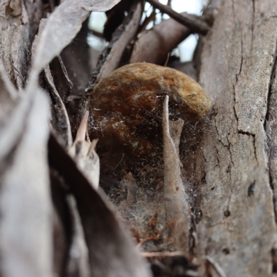 Phellinus sp. (non-resupinate) (A polypore) at Oakey Hill - 10 Apr 2022 by CanberraFungiGroup