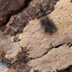 Hymenochaete at Lyons, ACT - 10 Apr 2022 11:33 AM