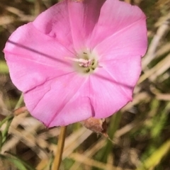 Convolvulus angustissimus (Pink Bindweed) at Lyons, ACT - 12 Feb 2023 by GregC