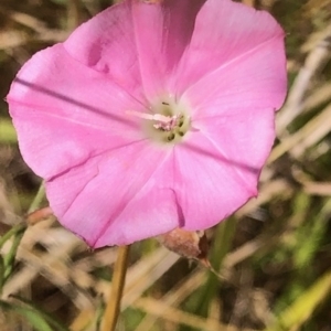 Convolvulus angustissimus at Lyons, ACT - 12 Feb 2023