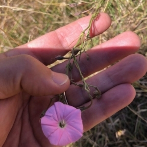 Convolvulus angustissimus at Lyons, ACT - 12 Feb 2023