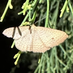 Epicyme rubropunctaria (Red-spotted Delicate) at Mount Ainslie - 11 Feb 2023 by Pirom