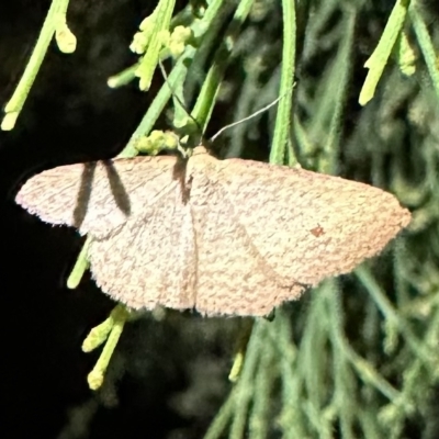 Epicyme rubropunctaria (Red-spotted Delicate) at Mount Ainslie - 11 Feb 2023 by Pirom