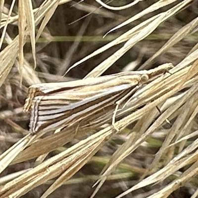 Hednota species near grammellus (Pyralid or snout moth) at Ainslie, ACT - 13 Feb 2023 by Pirom