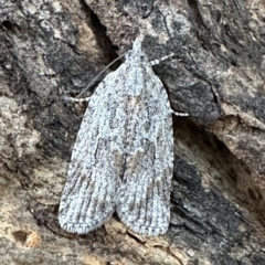 Thrincophora inconcisana (A Tortricid moth) at Corroboree Park - 10 Feb 2023 by Pirom