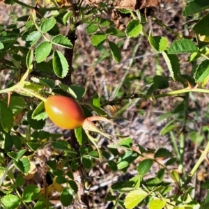 Rosa rubiginosa at Watson, ACT - 16 Feb 2023 09:57 AM